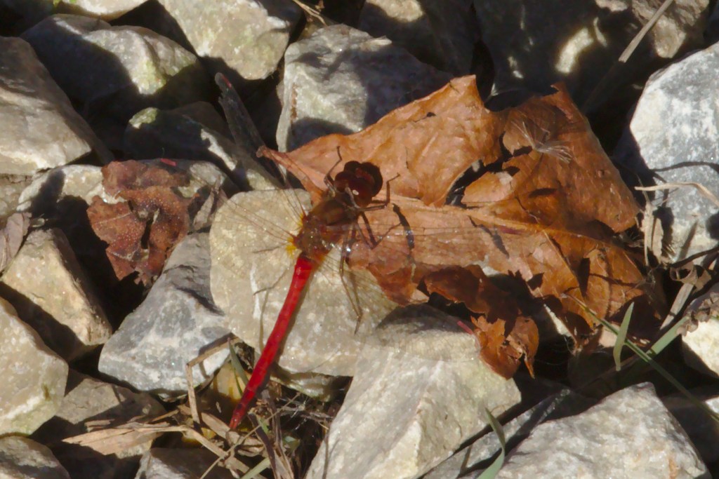 Autumn Meadowhawk at John Heinz NWR