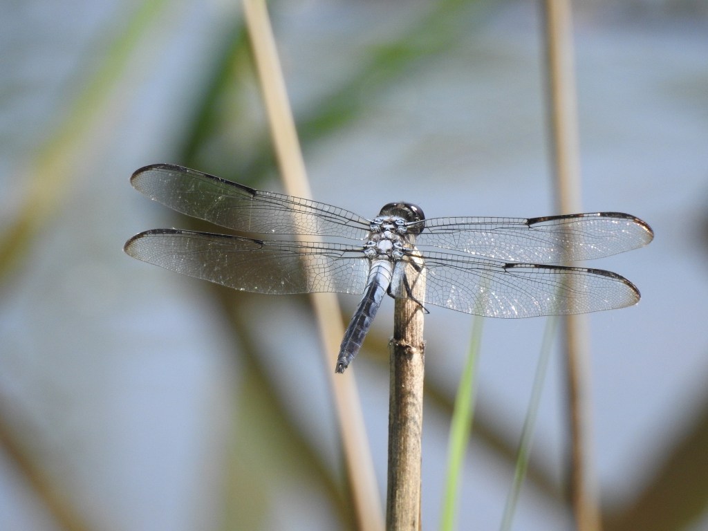 Bar-winged Skimmer at John Heinz NWR