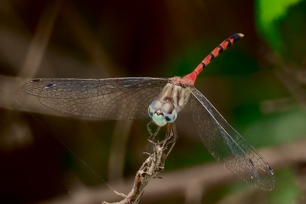 Blue-faced Meadowhawk at John Heinz NWR