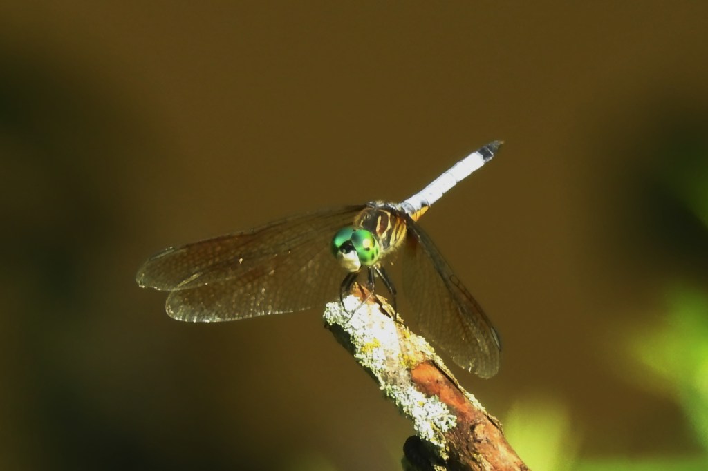Blue Dasher at John Heinz NWR