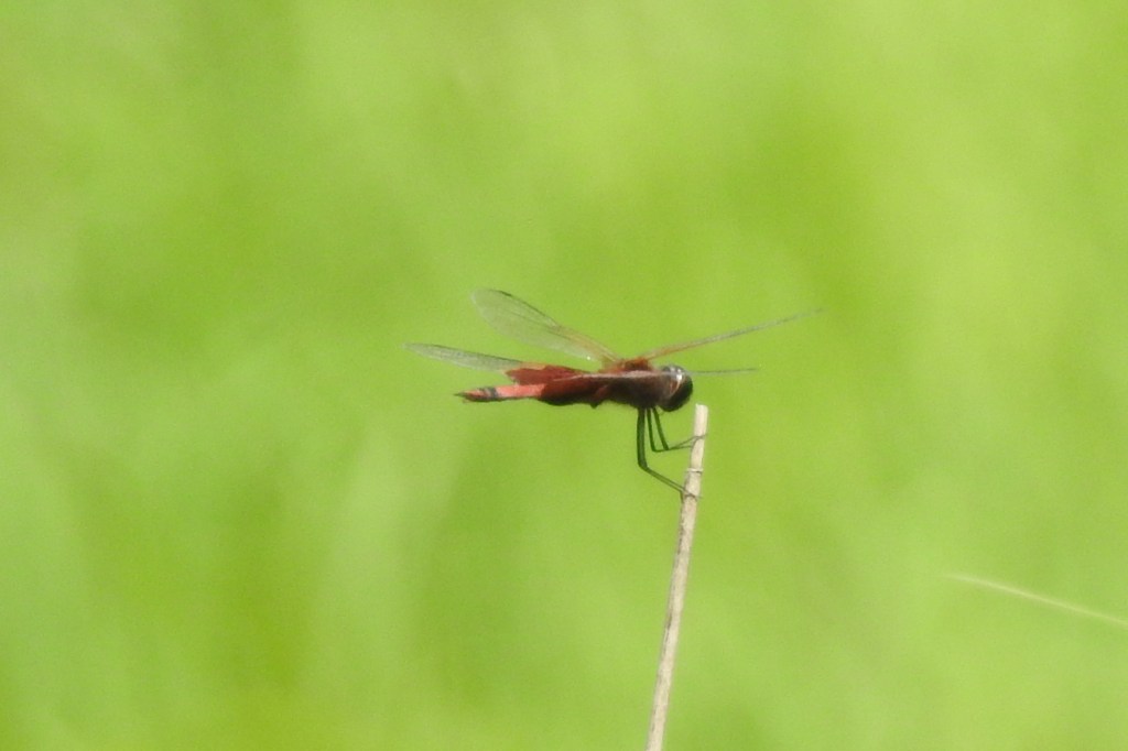 Carolina Saddlebags at John Heinz NWR