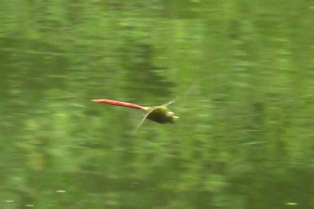 Comet Darner at SCEE