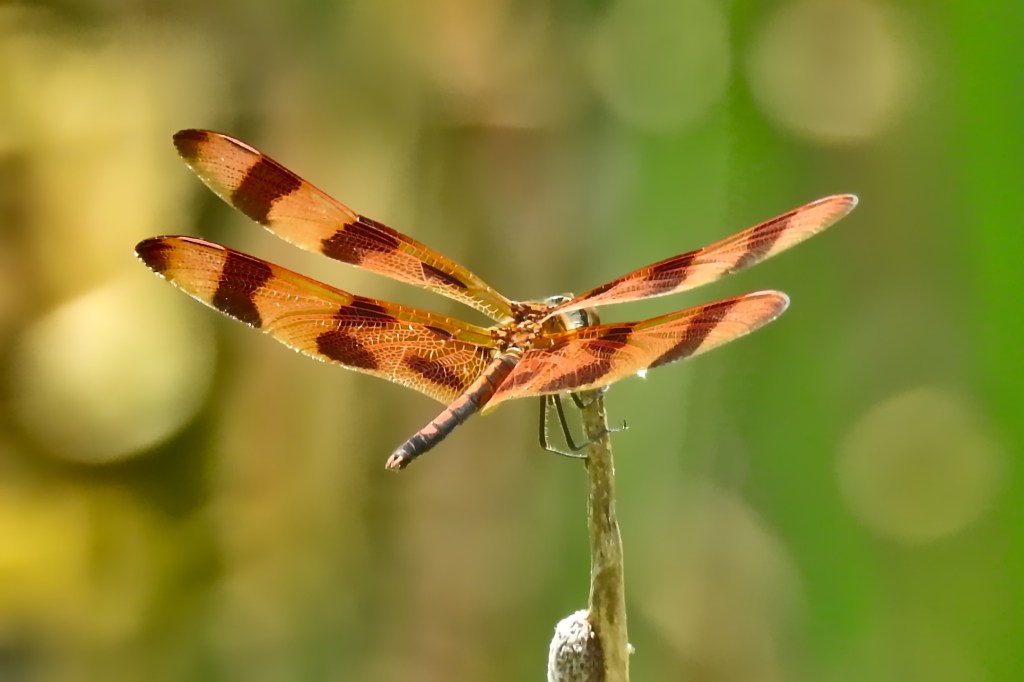 Halloween Pennant at John Heinz NWR
