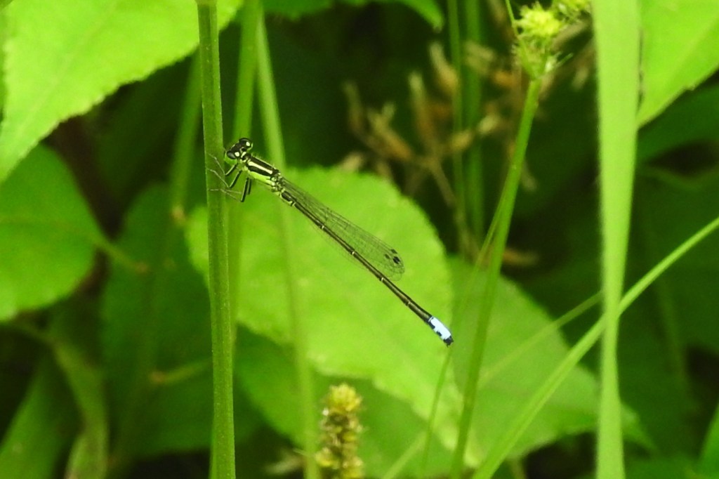Eastern Forktail at John Heinz NWR