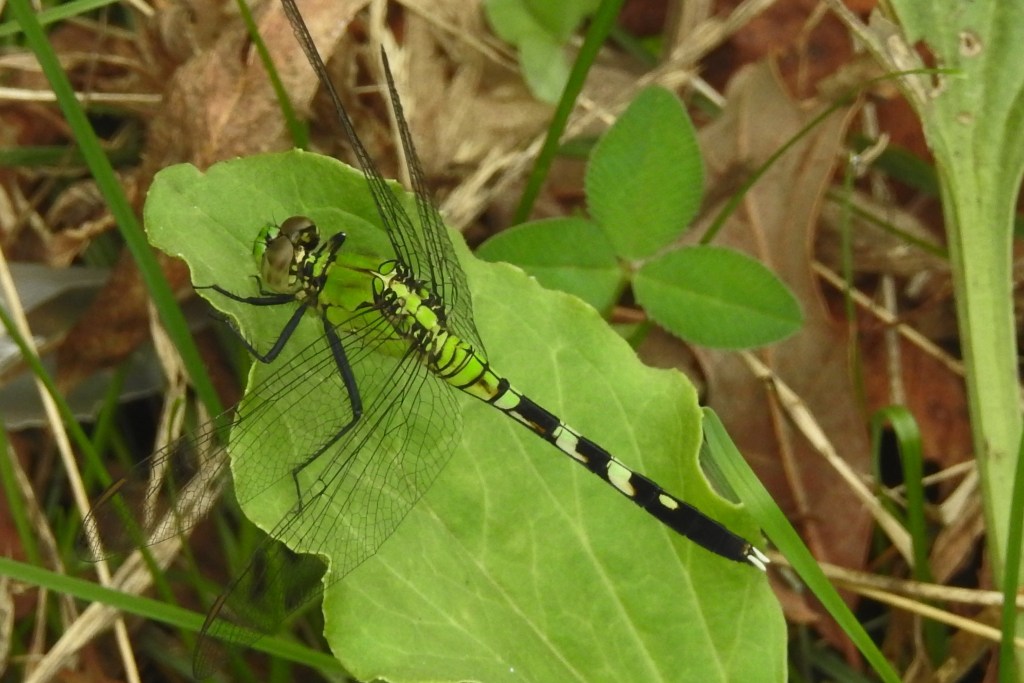 Eastern Pondhawk at Pleasant Hill Park