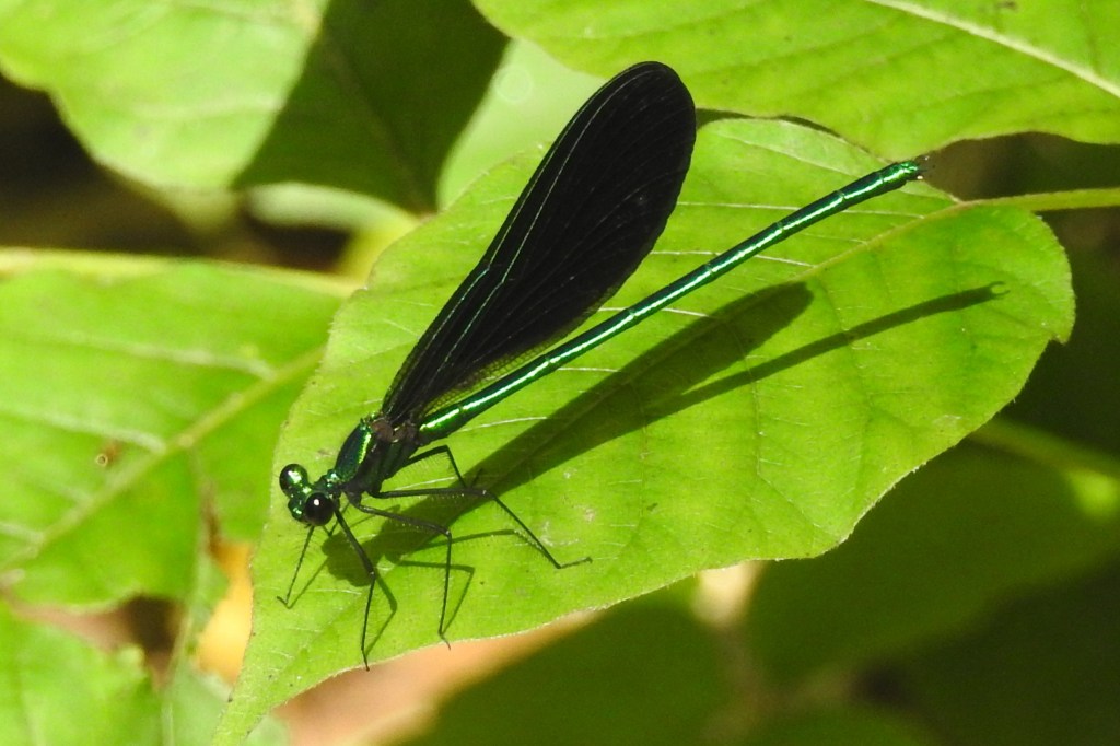Ebony Jewelwing at Pennypack Park
