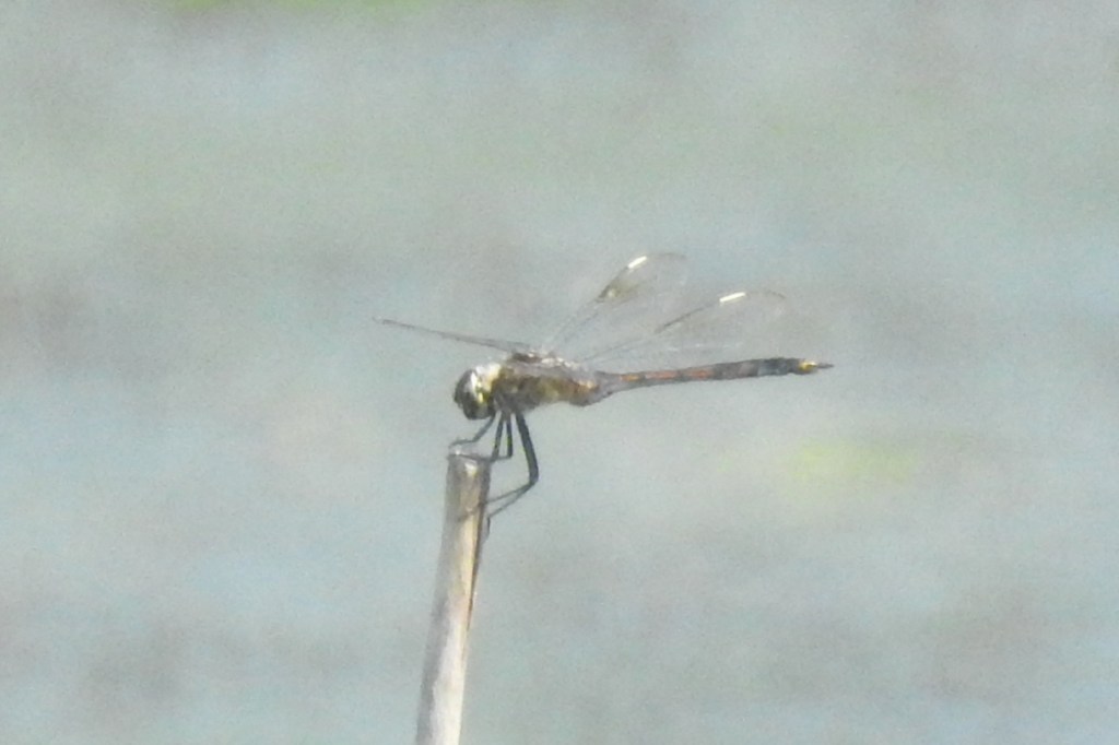 Four-spotted Pennant at John Heinz NWR