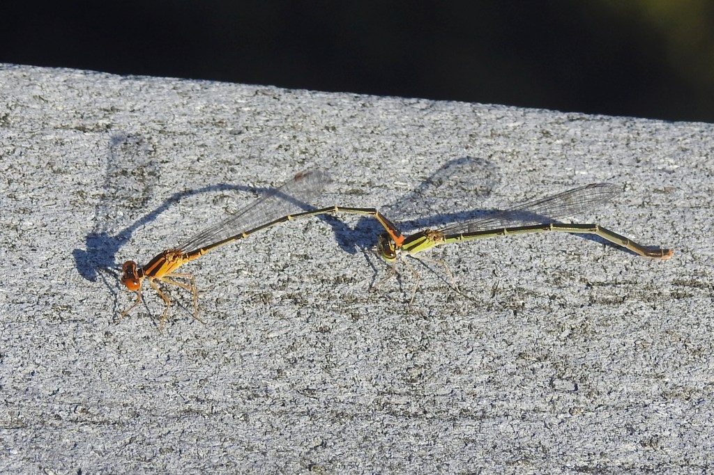 Orange Bluets at John Heinz NWR