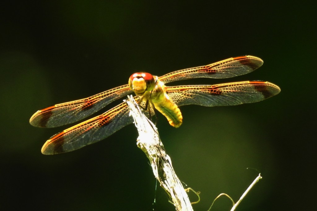 Painted Skimmer at John Heinz NWR