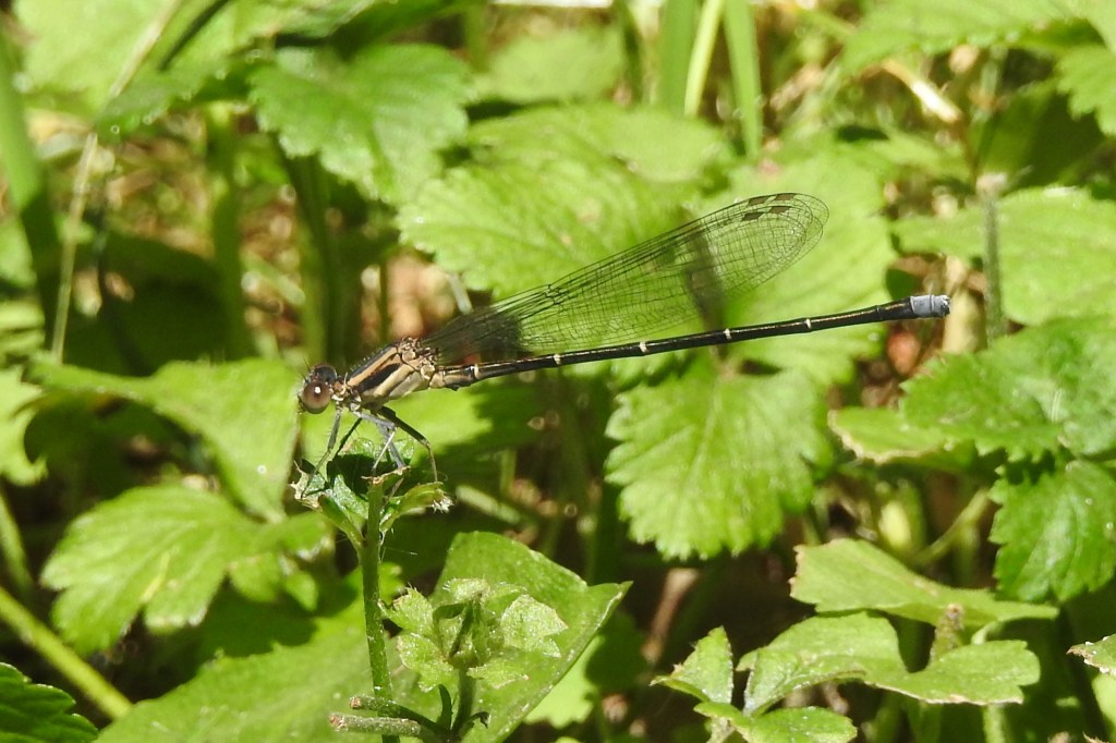Powdered Dancer at Laurel Hill Cemetery