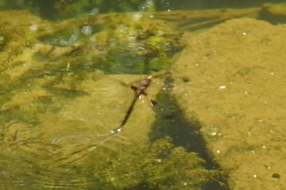Prince Baskettail at Pennypack Krewstown