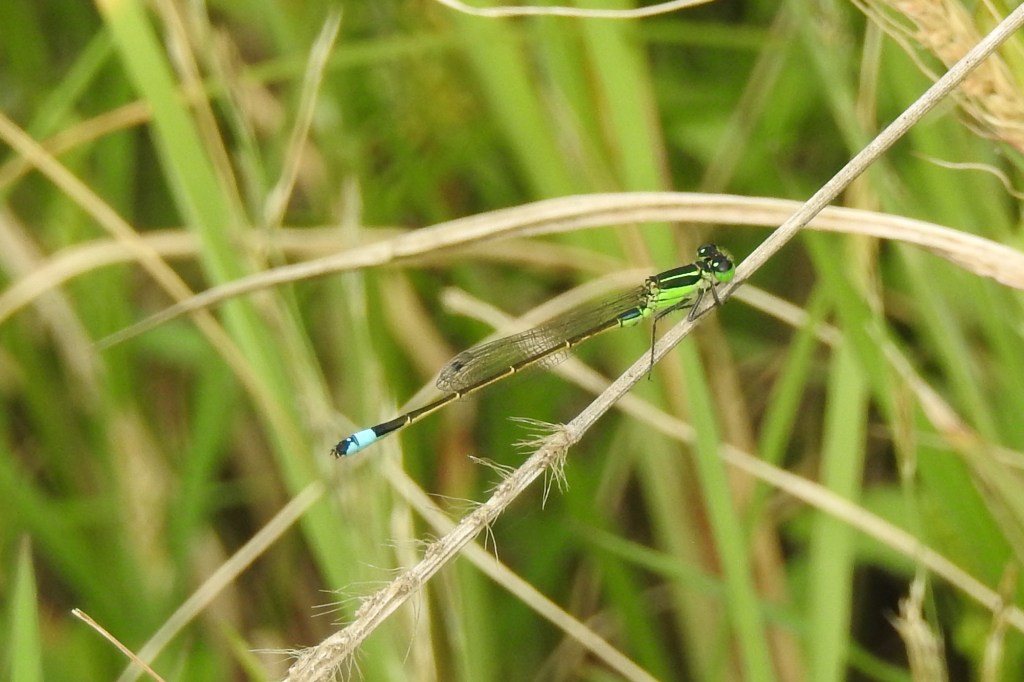 Rambur's Forktail at John Heinz NWR