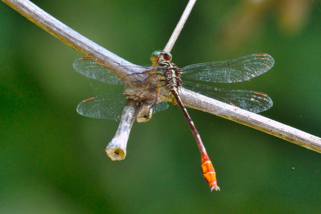 Russet-tipped Clubtail at John Heinz NWR