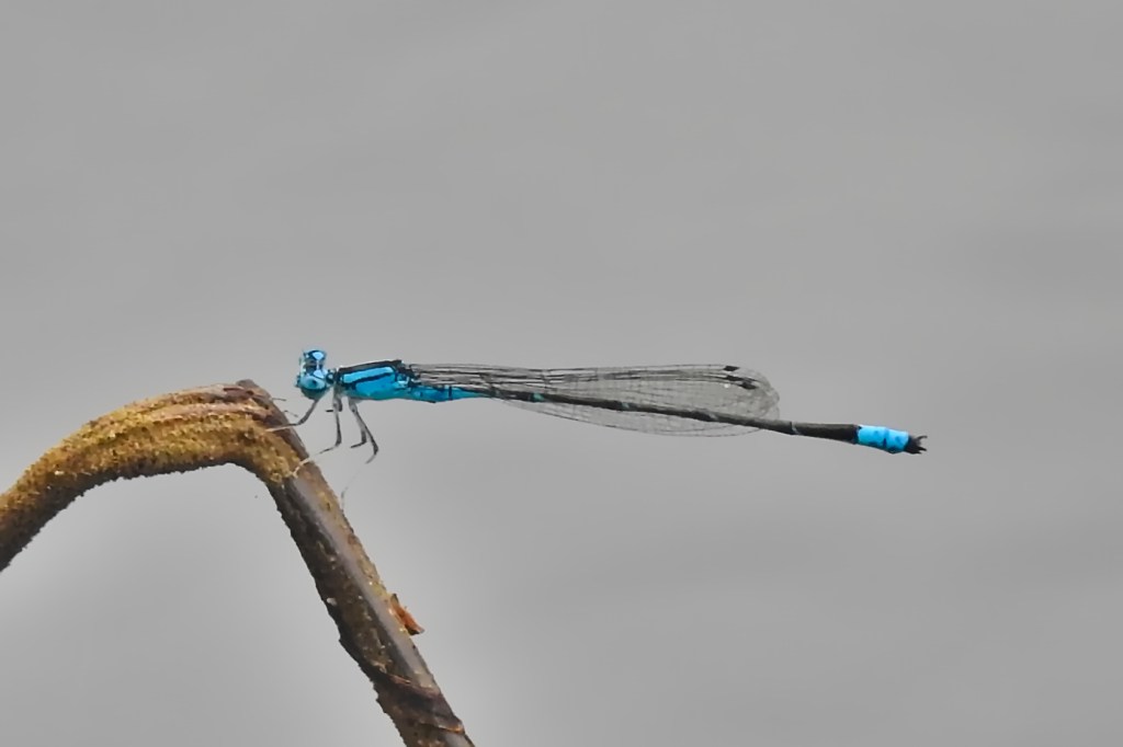 Slender Bluet at Pleasant Hill Park
