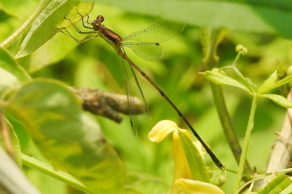 Slender Spreadwing at Roxborough Reservoir
