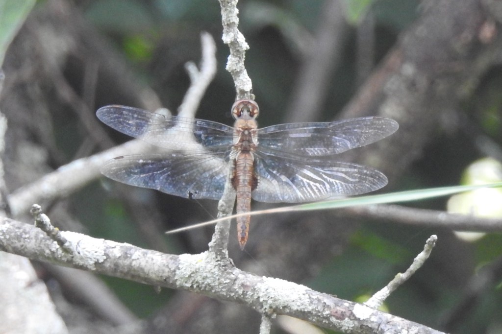 Spot-winged Glider at John Heinz NWR