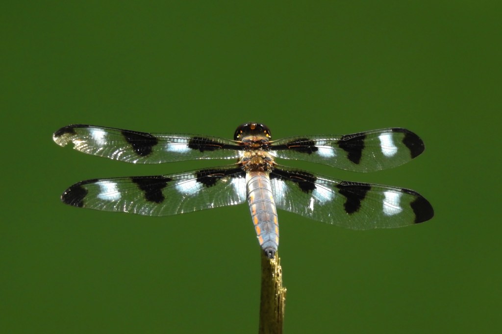 Twelve-spotted Skimmer at SCEE