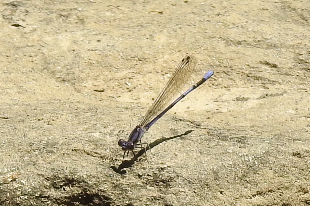 Variable Dancer at Pennypack Park