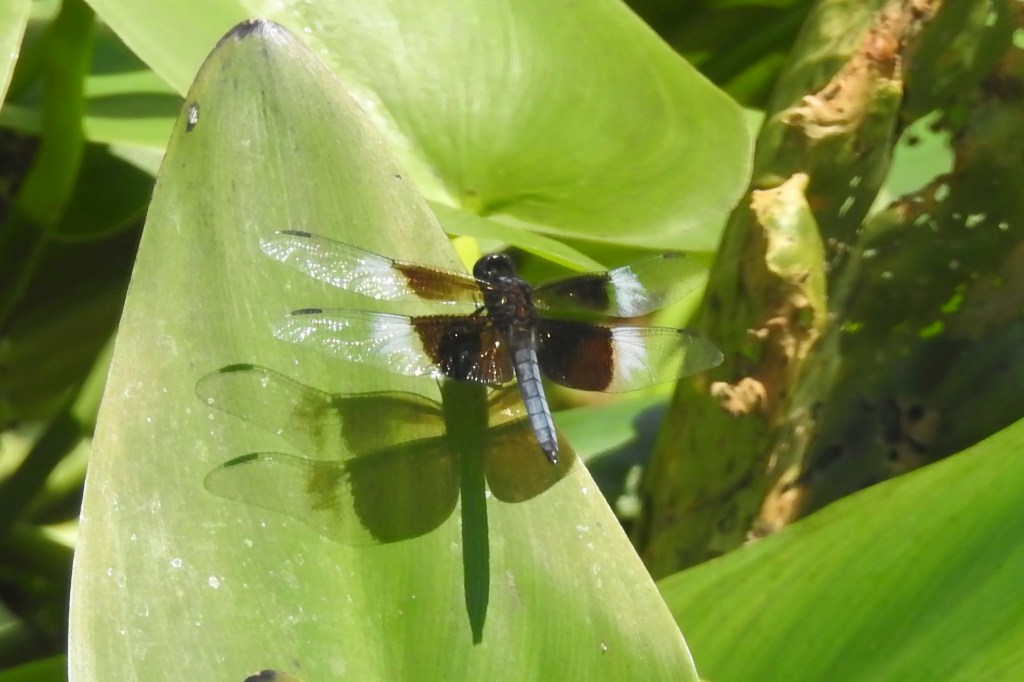 Widow Skimmer at John Heinz NWR